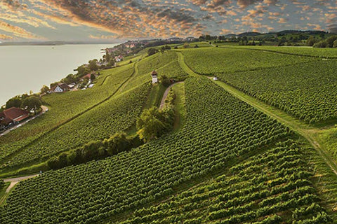 Öffentliche Weinwanderung durch die Meersburger Weinberge