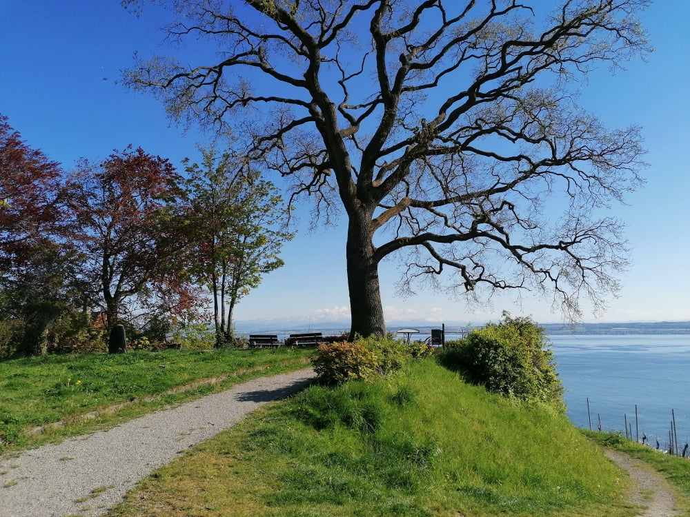 Berge, See, Geschichte und Wein – Rundgang mit Verkostung an außergewöhnlichen Aussichtspunkten des Bodensees