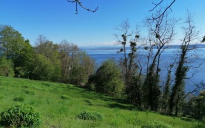 Artenvielfalt im Weinberg