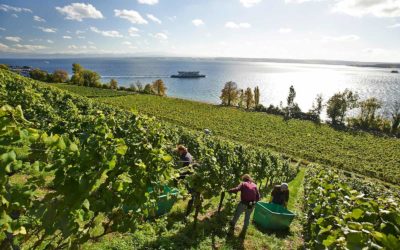 Kennen Sie den Bodensee? 10 Fakten über den Bodensee, die Sie vielleicht überraschen…