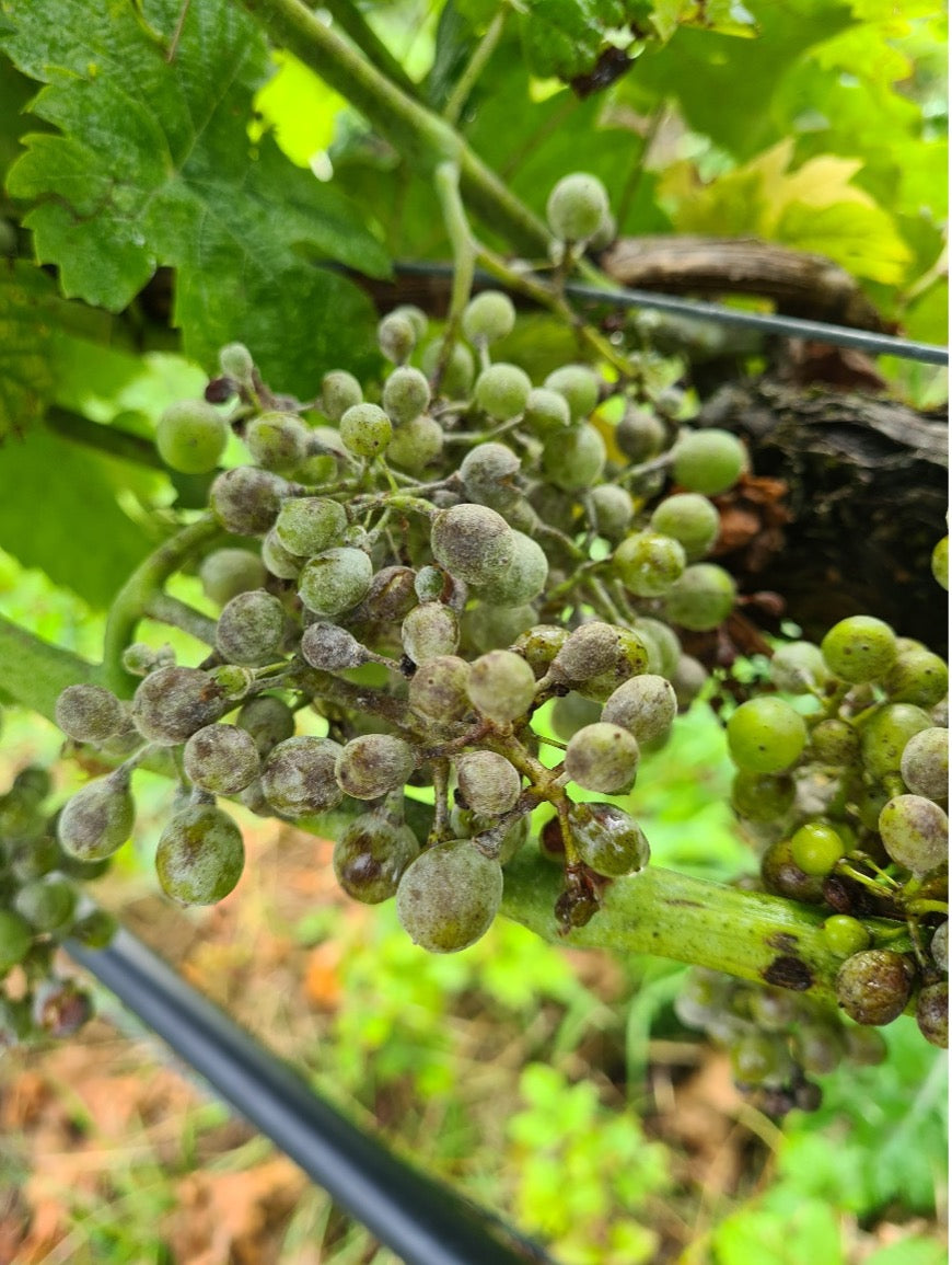 Die so befallenen Beeren mussten von Hand aussortiert werden.