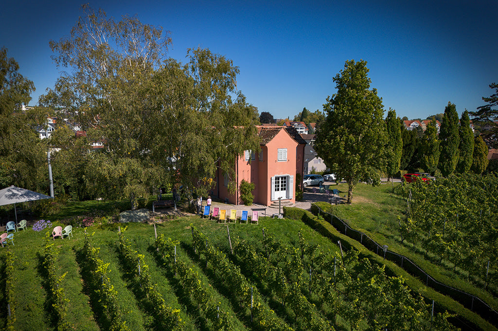 Öffentliche Weinwanderung durch die Meersburger Weinberge
